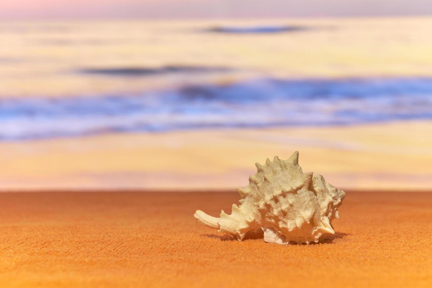 una concha al sol con el mar borroso en el fondo. foto