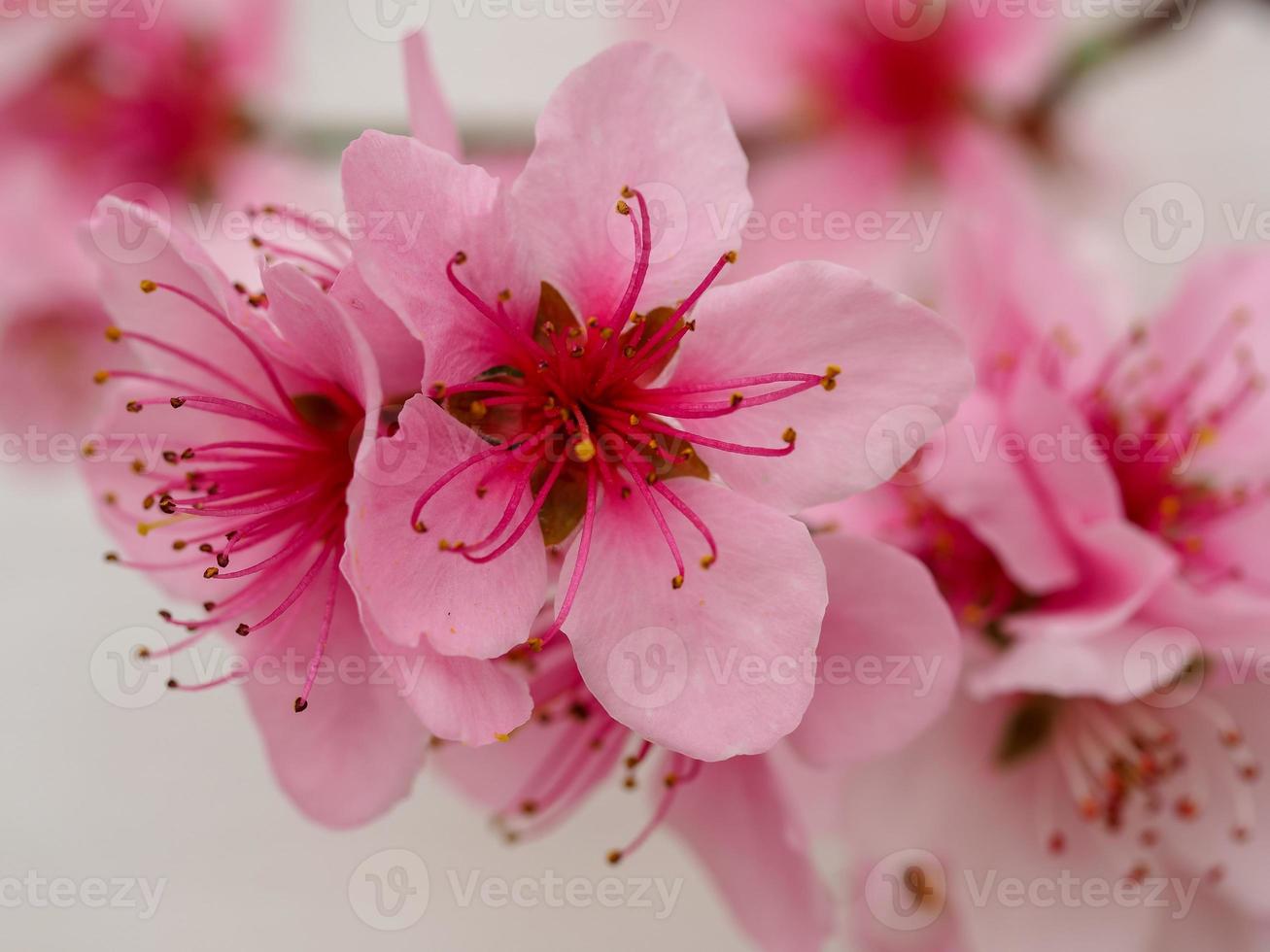 flor de durazno rosa contra una pared blanca foto