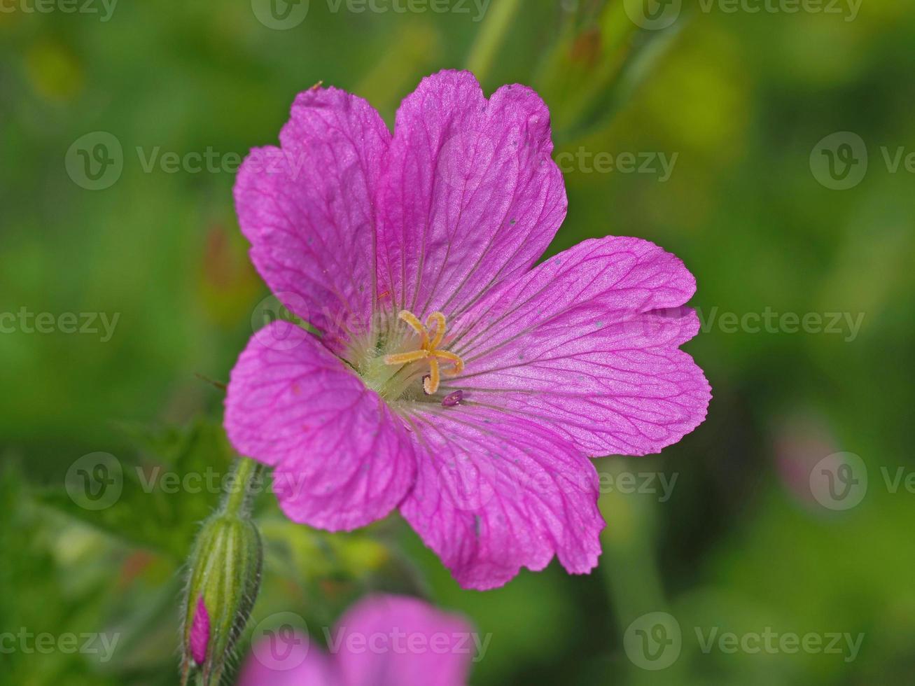 Pink cranesbill geranium flower photo