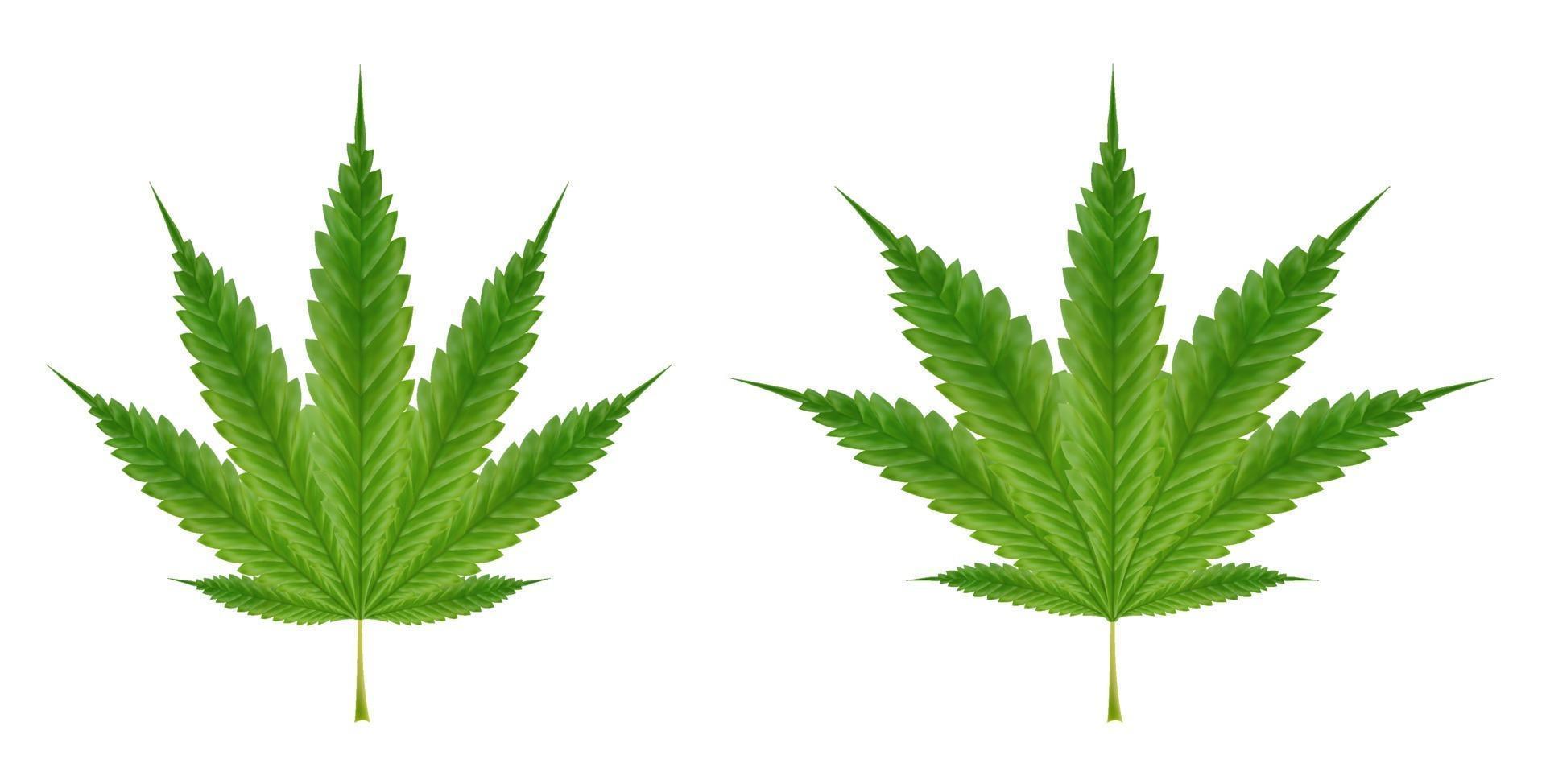 Hojas de marijuanas reales sobre un fondo blanco. vector