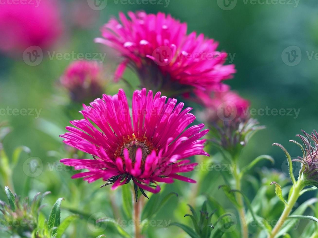 Pink Chinese aster flowers photo