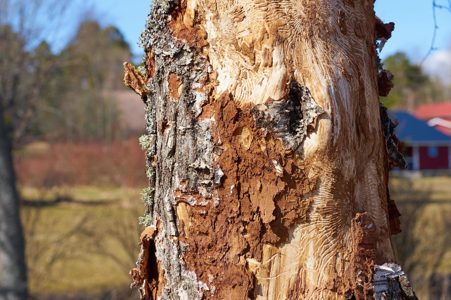 Insect-infected birch trunk in daylight on spring. photo