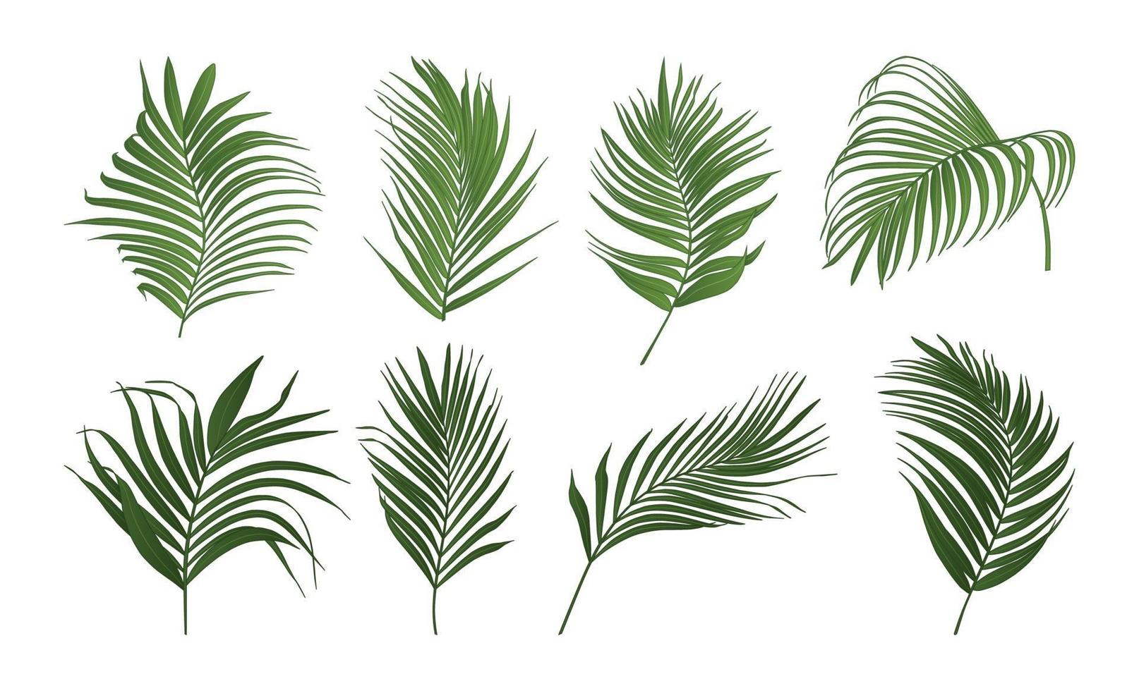 Collection of palm tree leaves vector