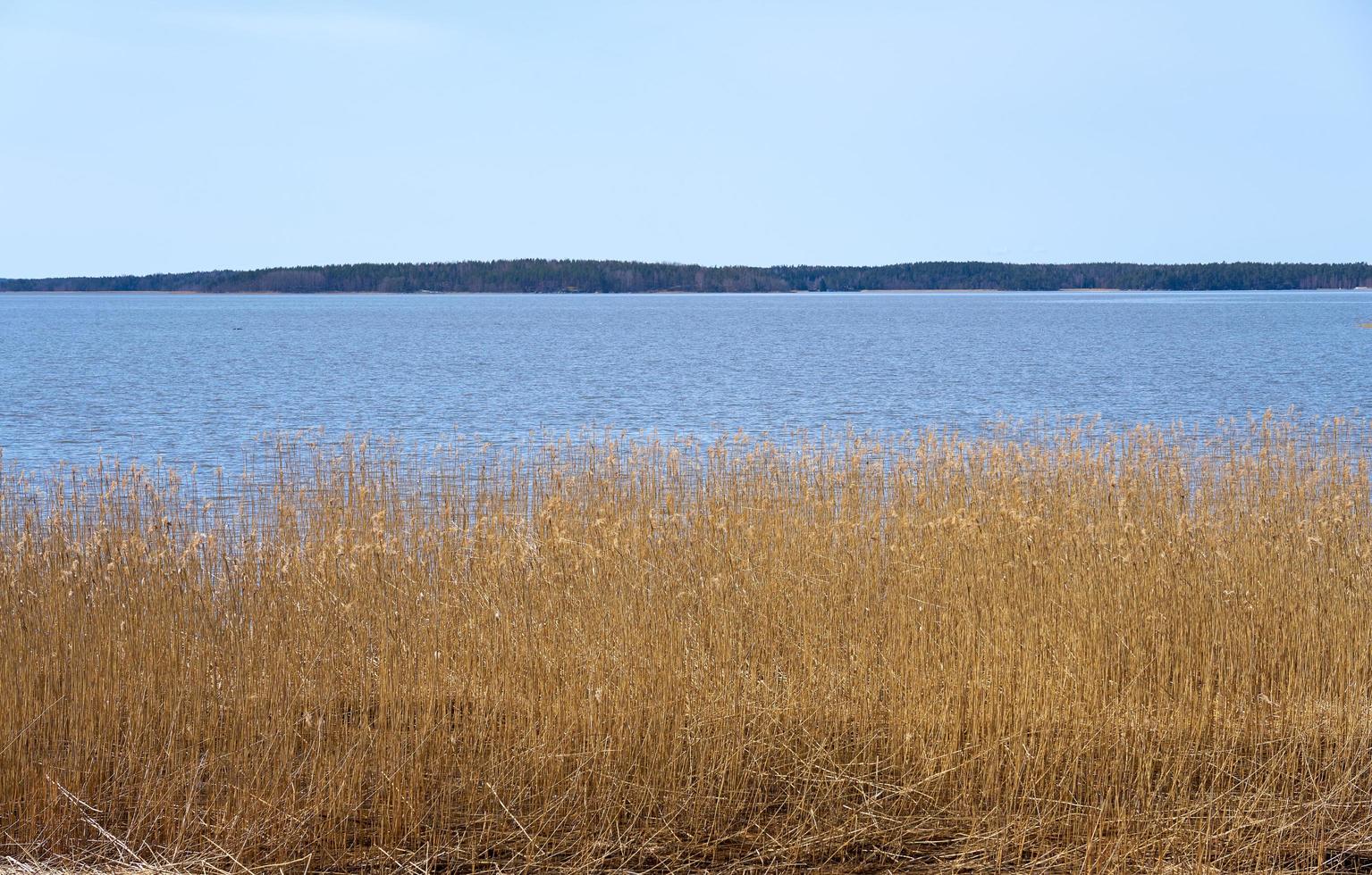 plantas secas en la costa del mar Báltico en Finlandia en la primavera. foto