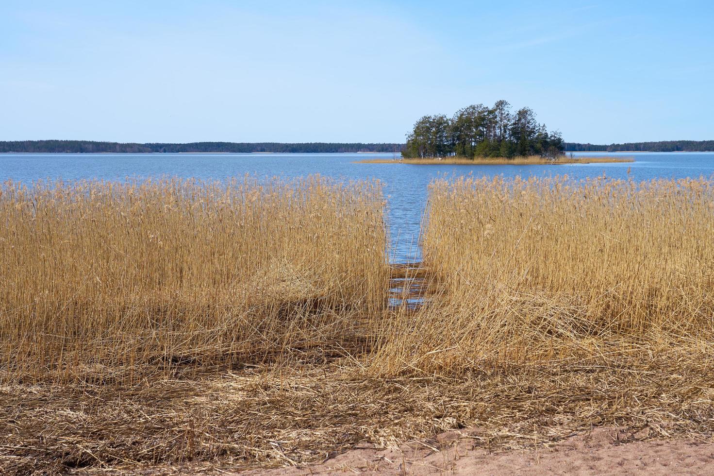 plantas secas en la costa del mar Báltico en Finlandia en la primavera. foto