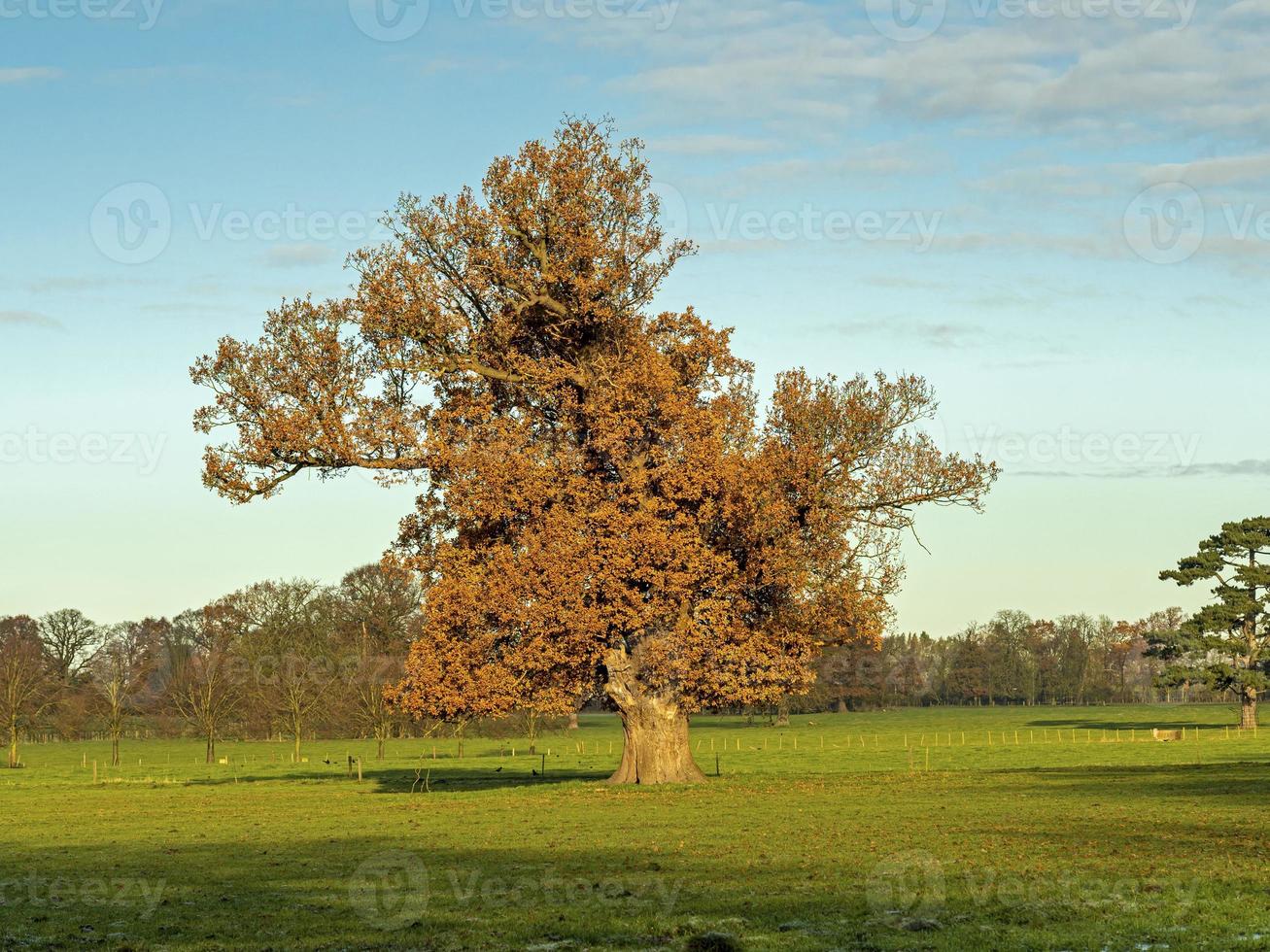 Autumn oak tree photo