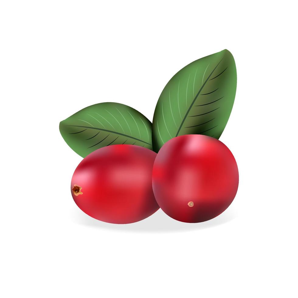 Cranberry icon with leaf. Vector illustration isolated on white background. Red berry.