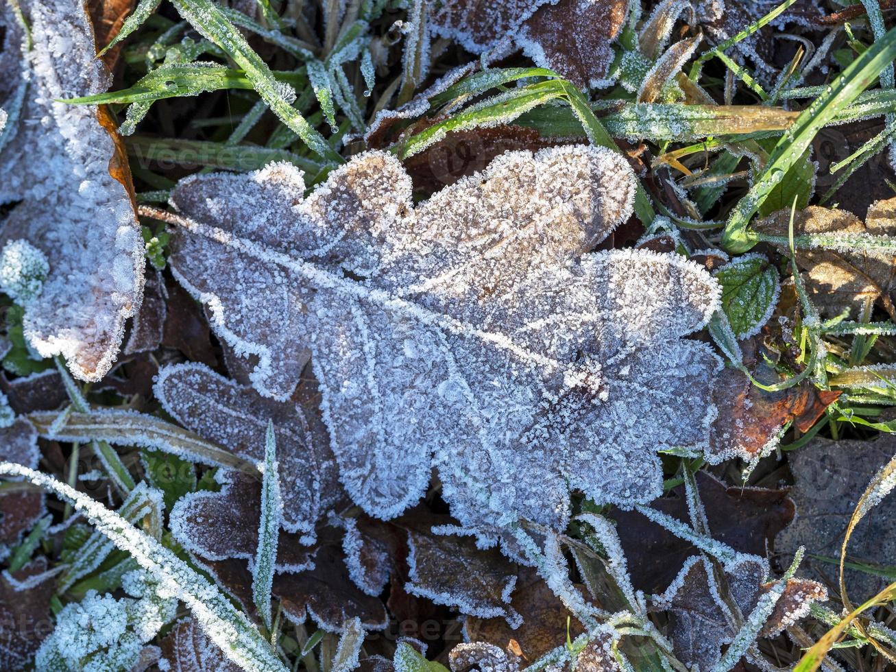 Frost covered oak leaf on the ground photo