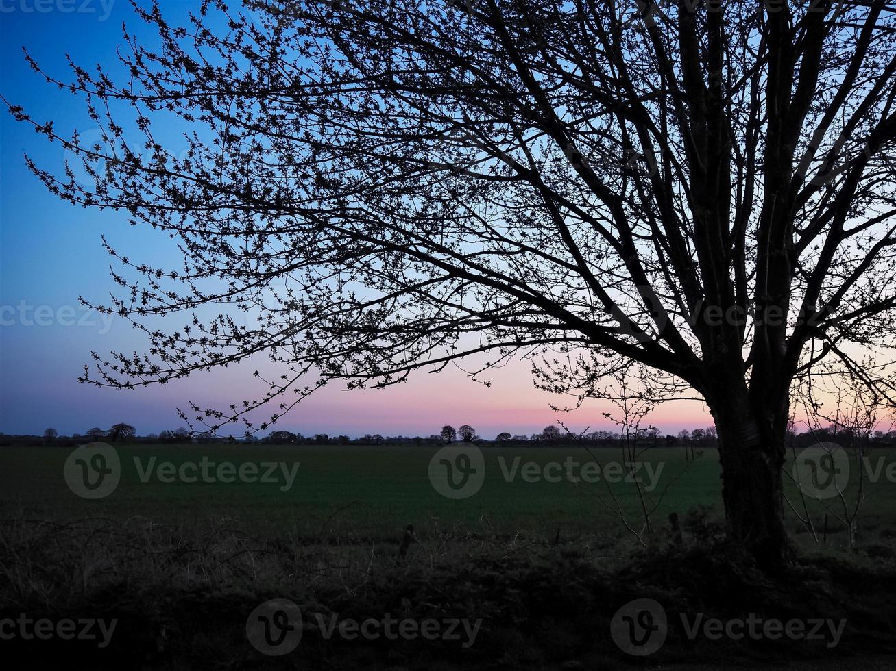 Silhouette of a tree at sunset photo