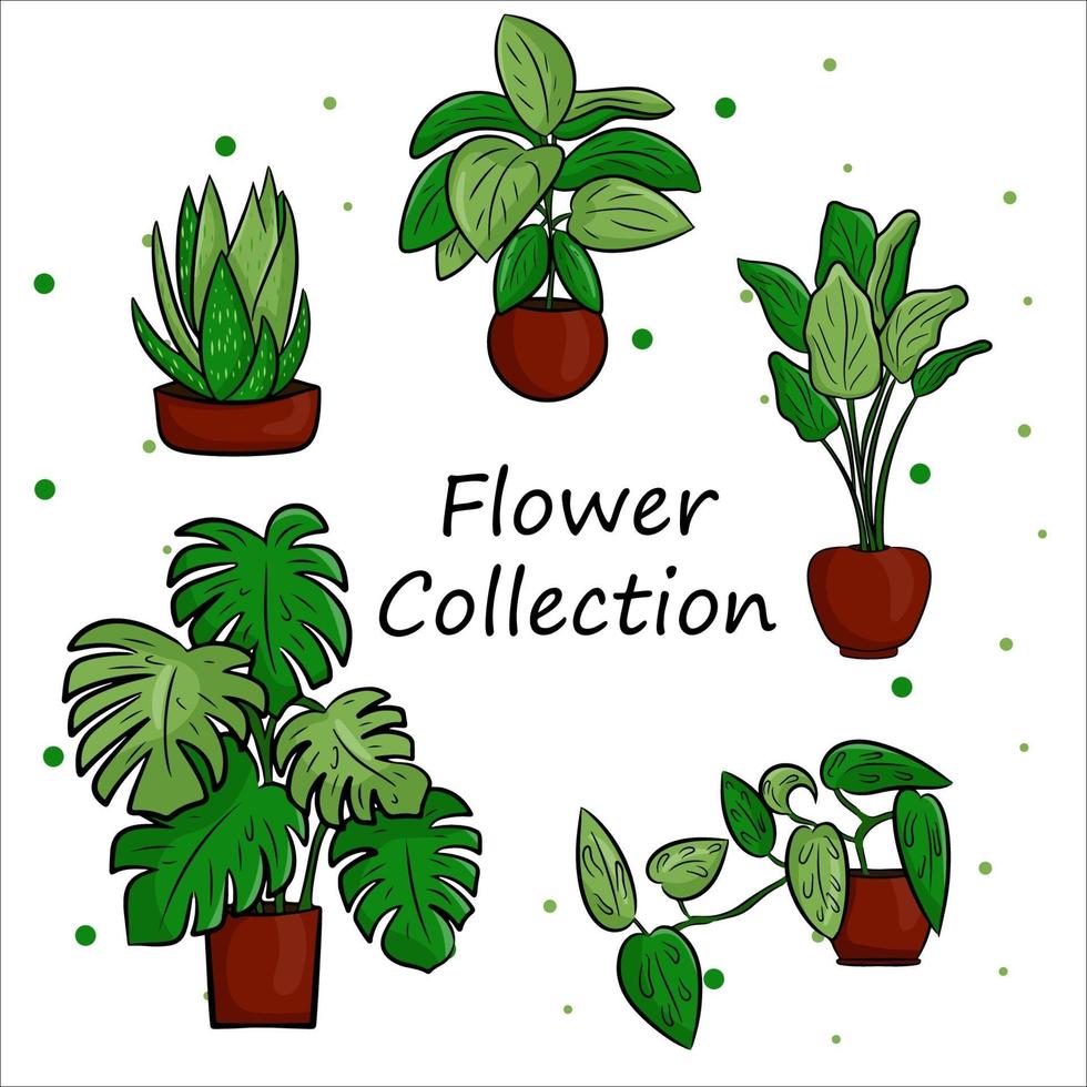 Vector collection of potted houseplants in a flat cartoon style. A ...