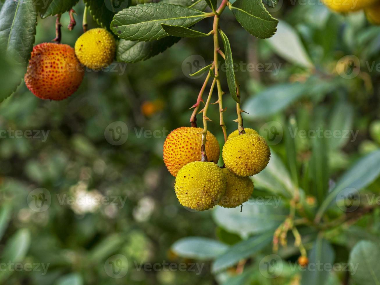 desarrollando frutos en un árbol foto