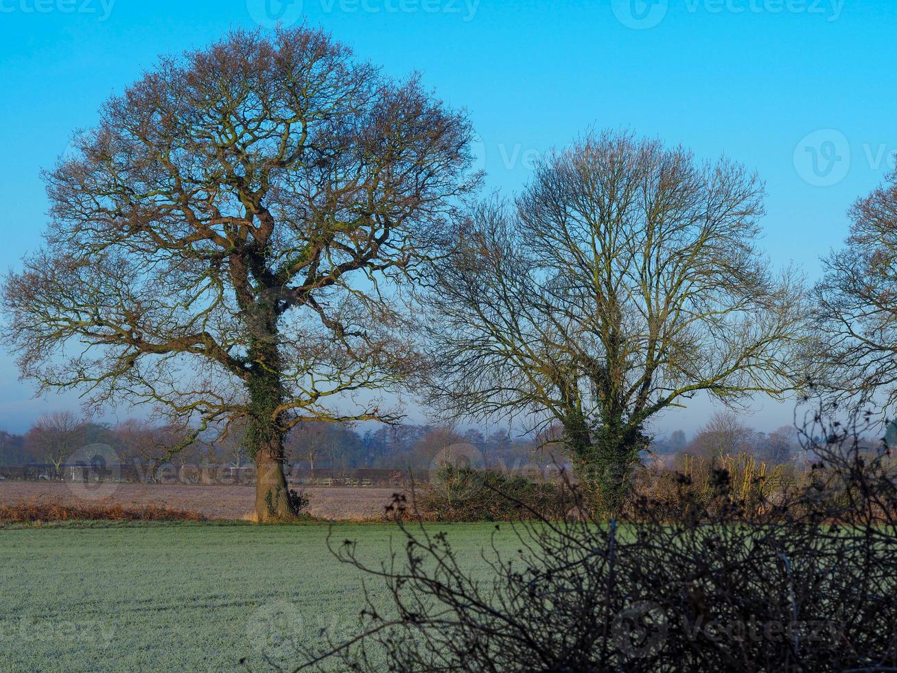 Bare trees in a field on a frosty morning photo