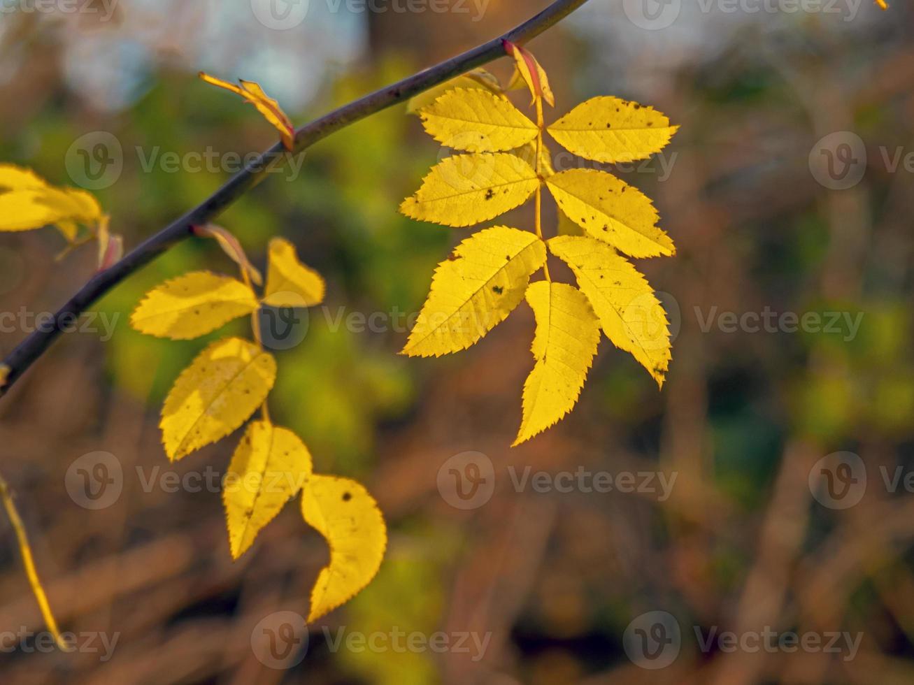 Hojas de fresno amarillo en la luz del sol de invierno foto