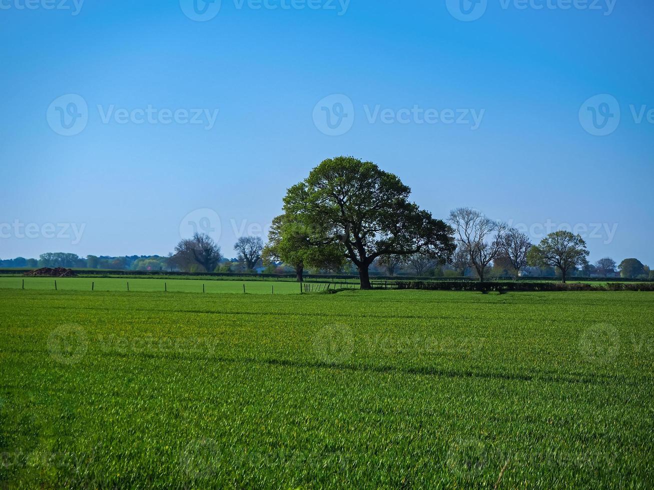 Roble en un campo verde con un cielo azul en verano foto