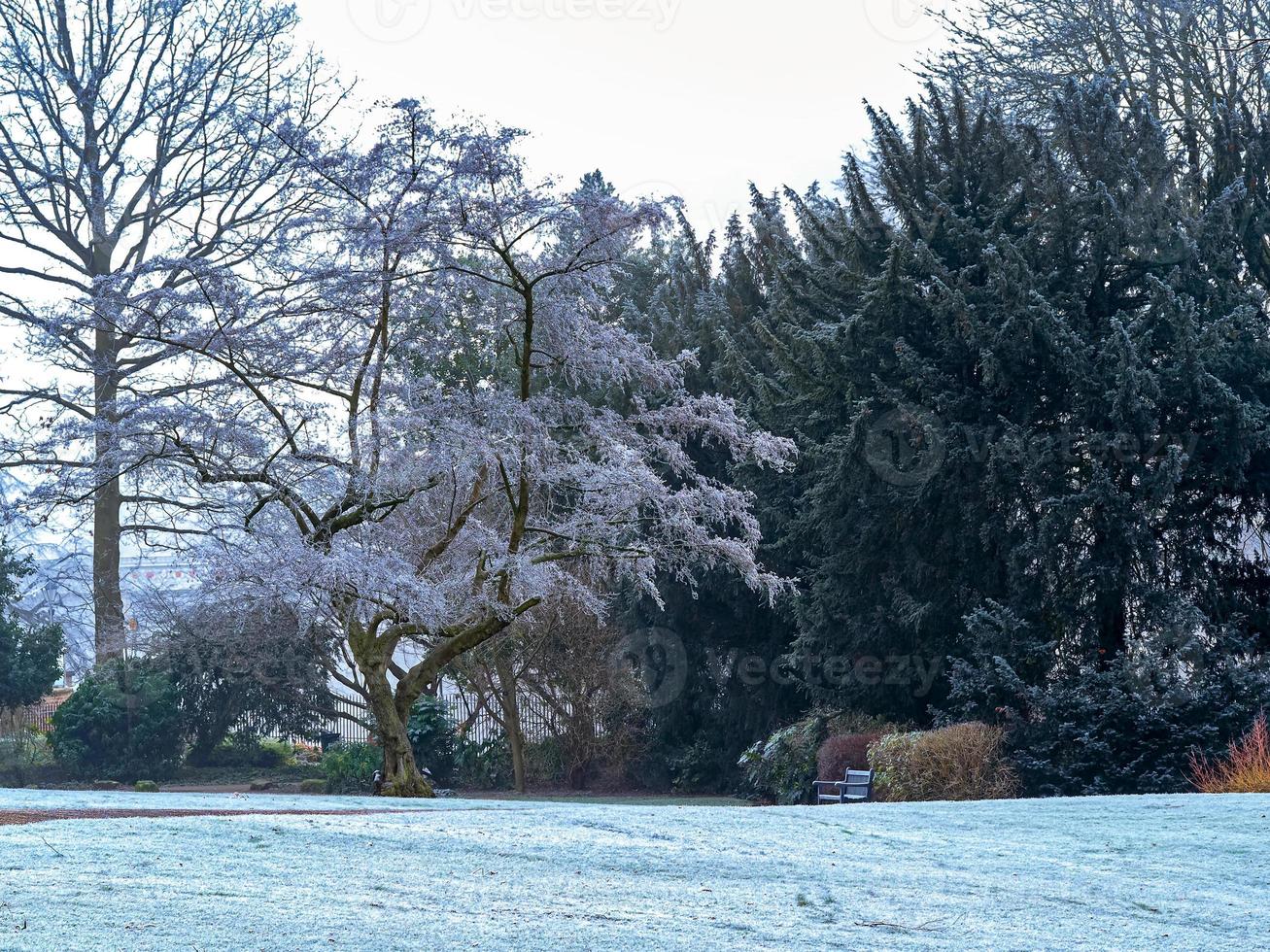 mañana nevada en un jardín foto