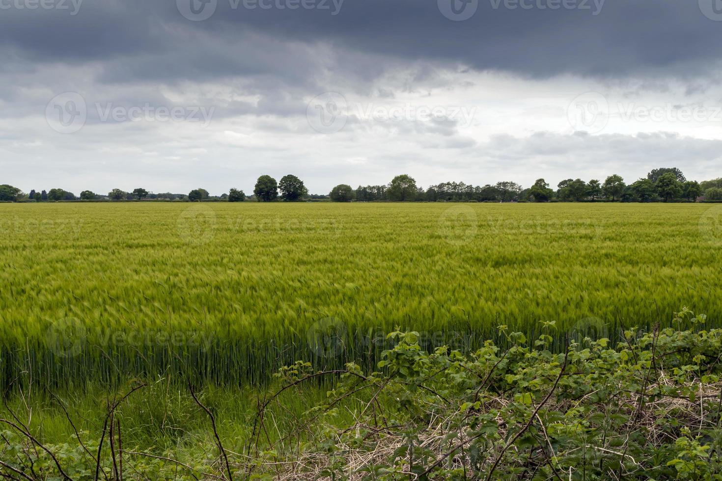 cielo cambiante sobre un campo de trigo foto