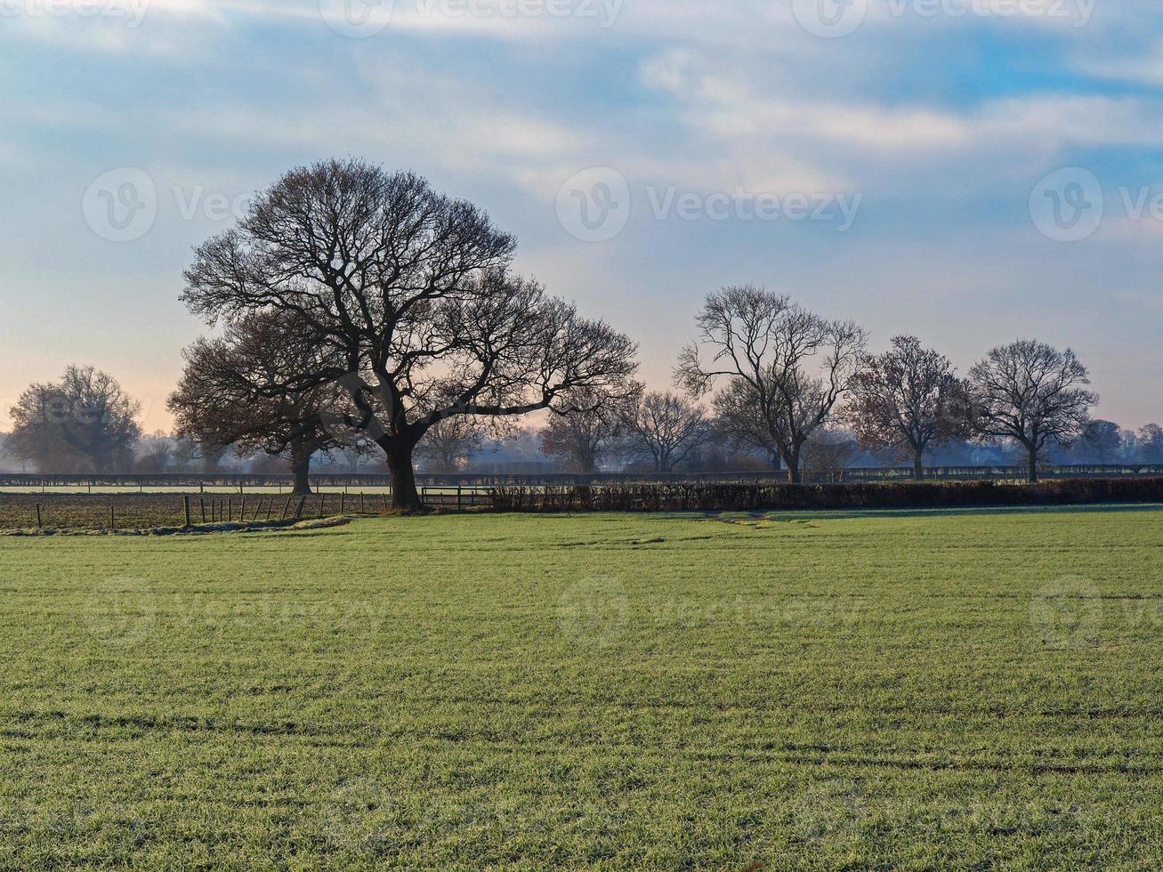 Bare tree in a field on a misty and frosty morning photo