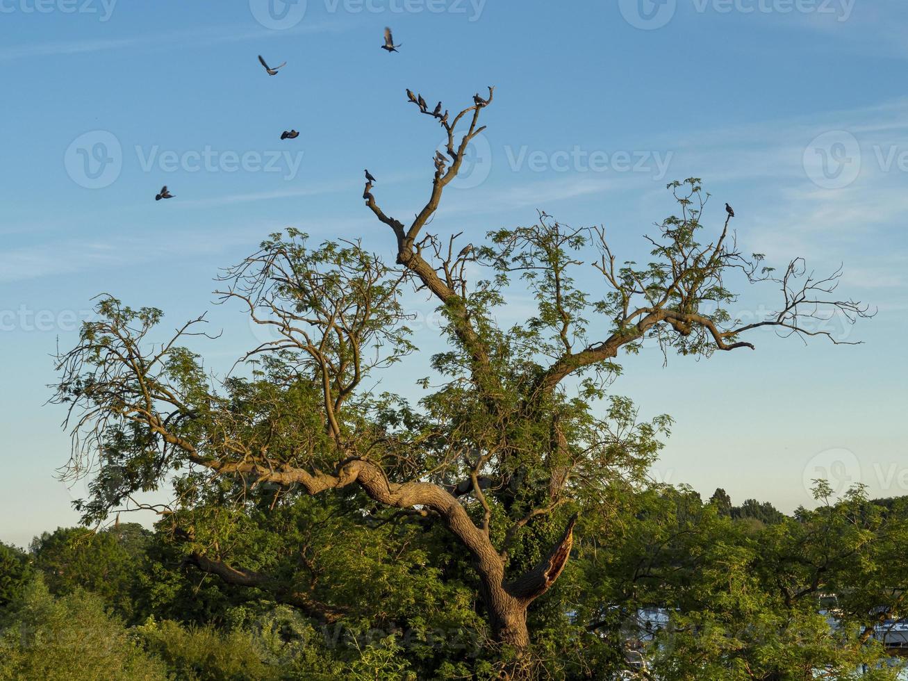 pájaros y un árbol foto