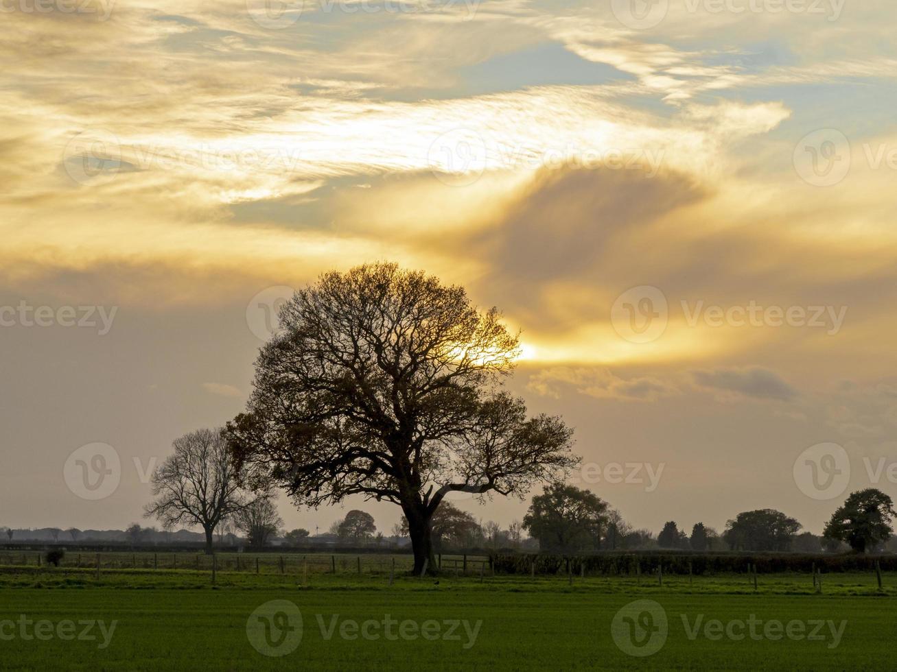 Setting sun behind trees photo