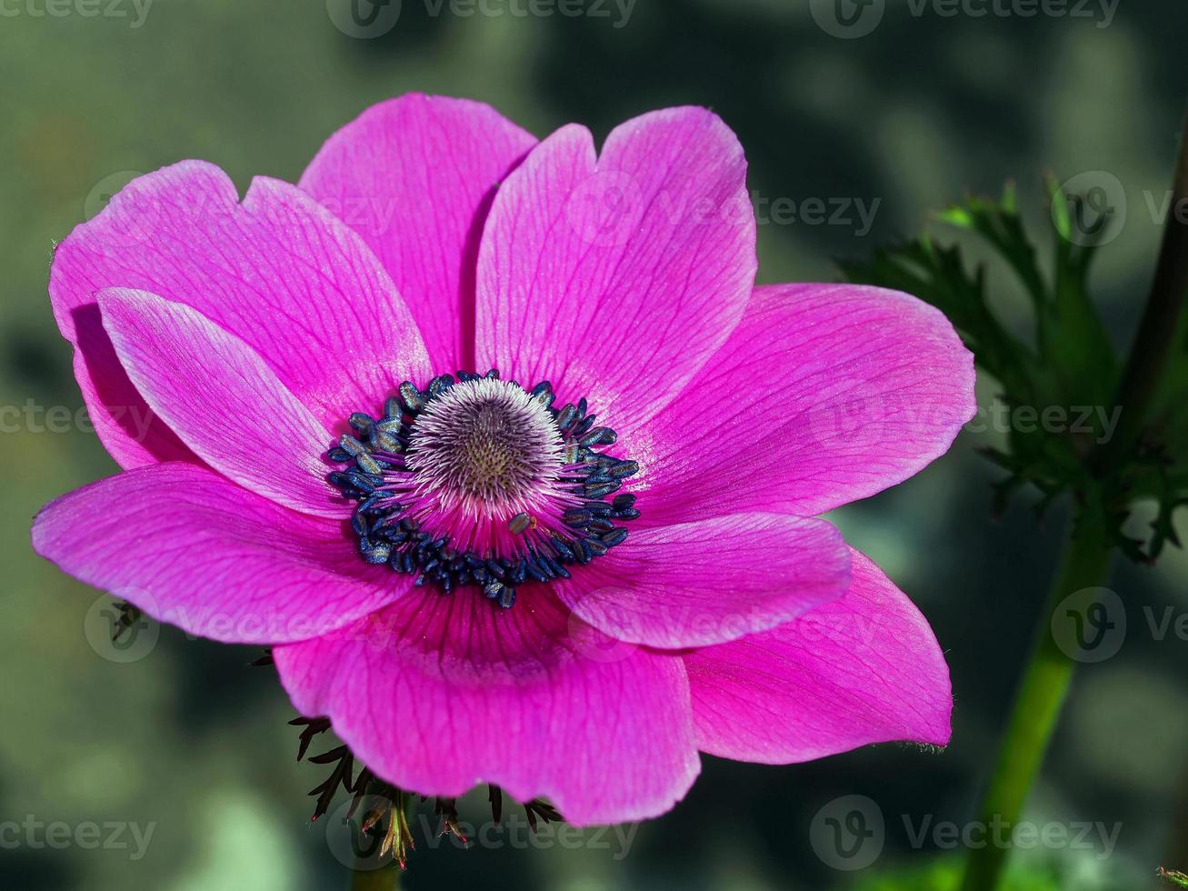 Close-up of an anemone flower photo