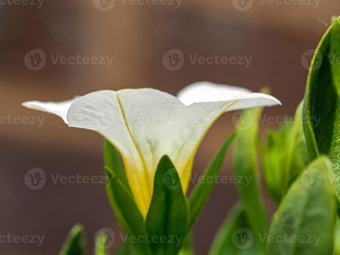 primer plano, de, un, blanco, calibrachoa, flor foto