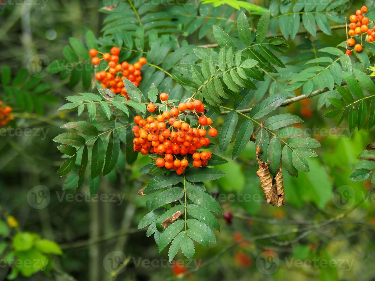 bayas del árbol de serbal foto