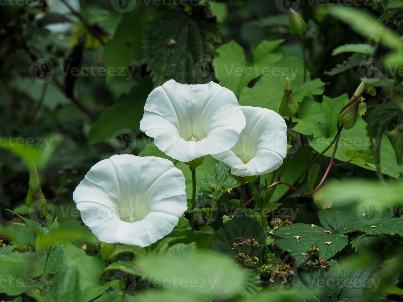 flores de enredadera blanca foto