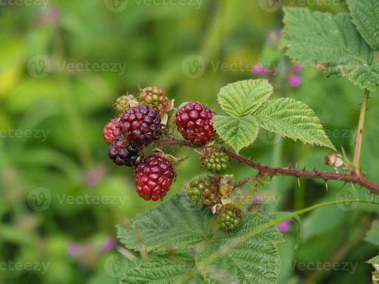 Wild blackberries ripening photo