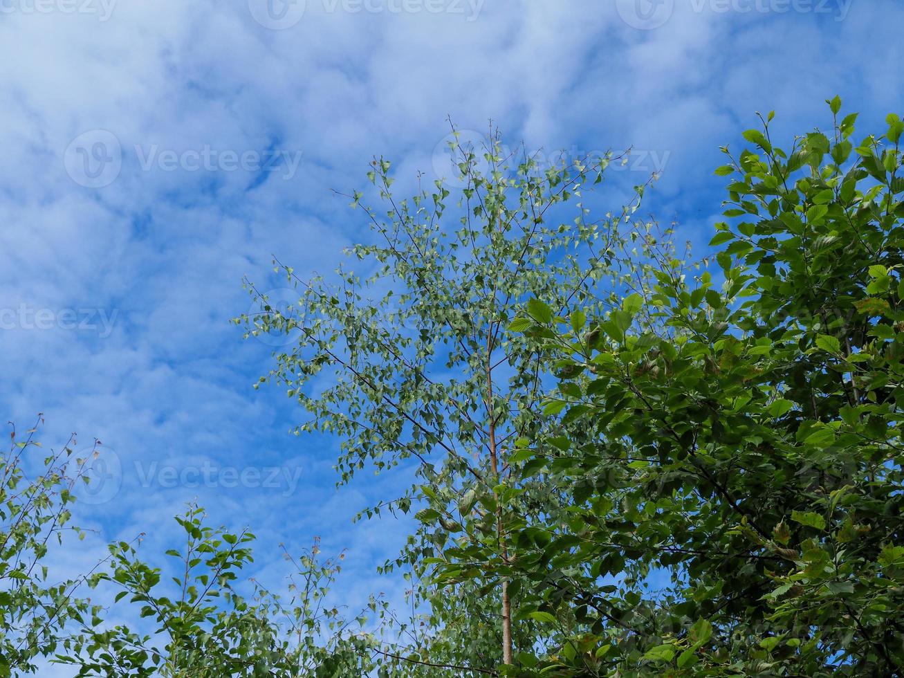 árboles verdes y un cielo azul con nubes blancas foto