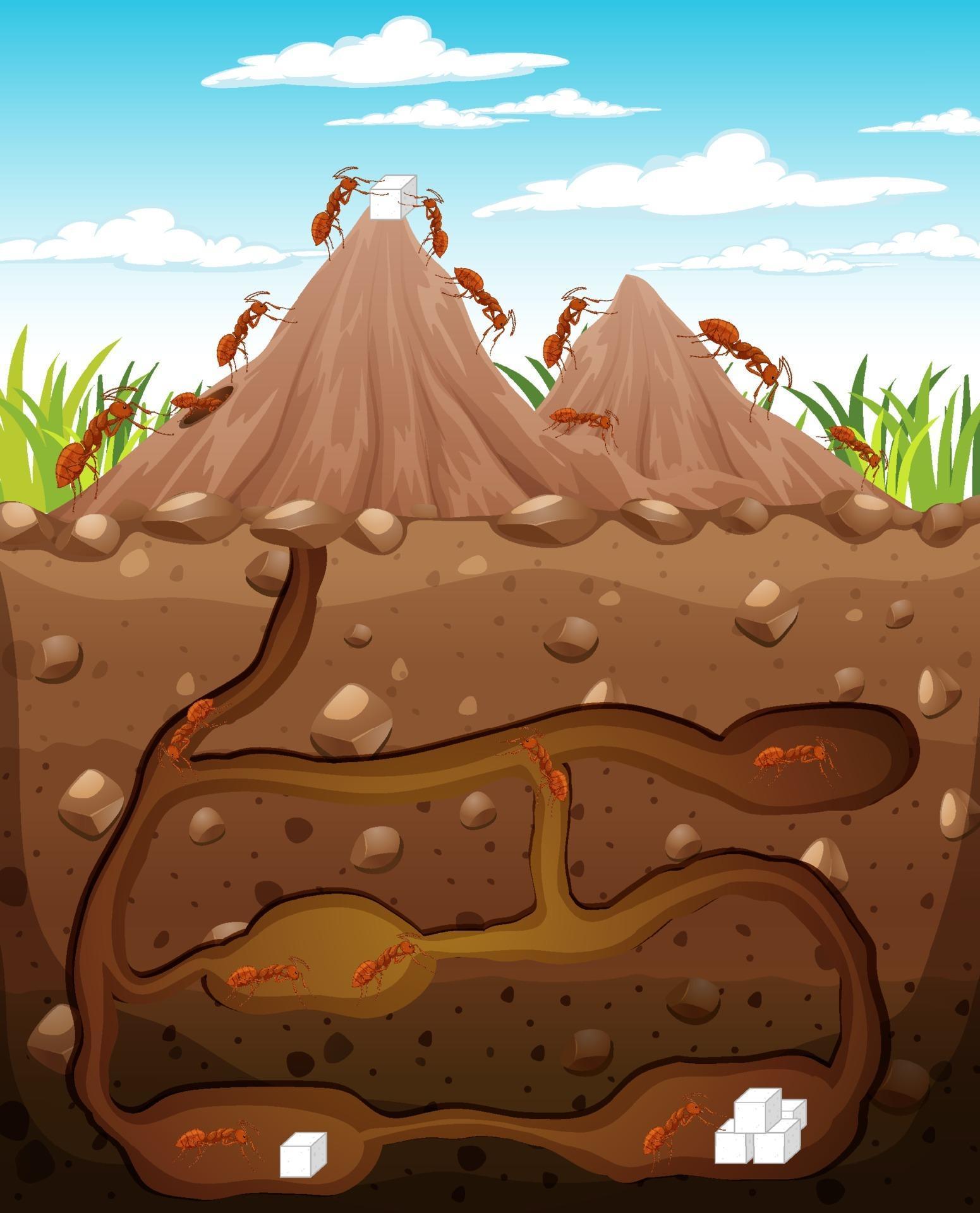 Underground animal burrow with ant family 2284332 Vector Art at Vecteezy