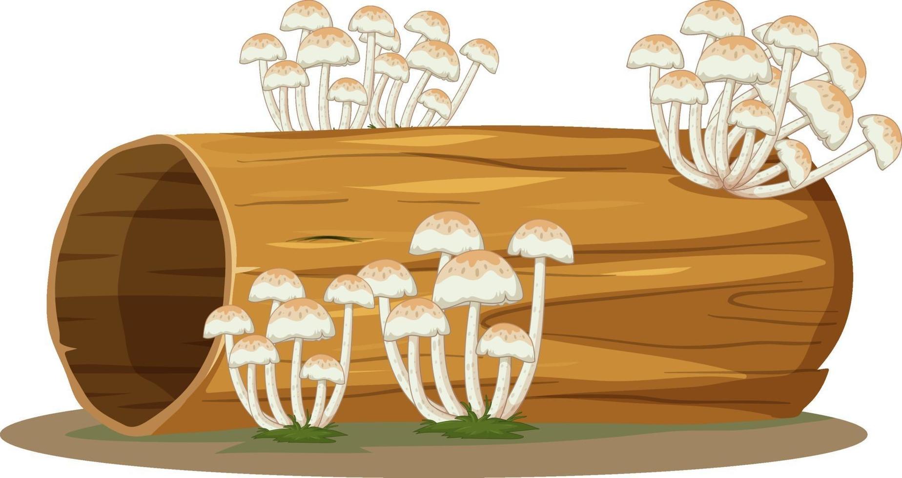 Fungus on log isolated on white background vector