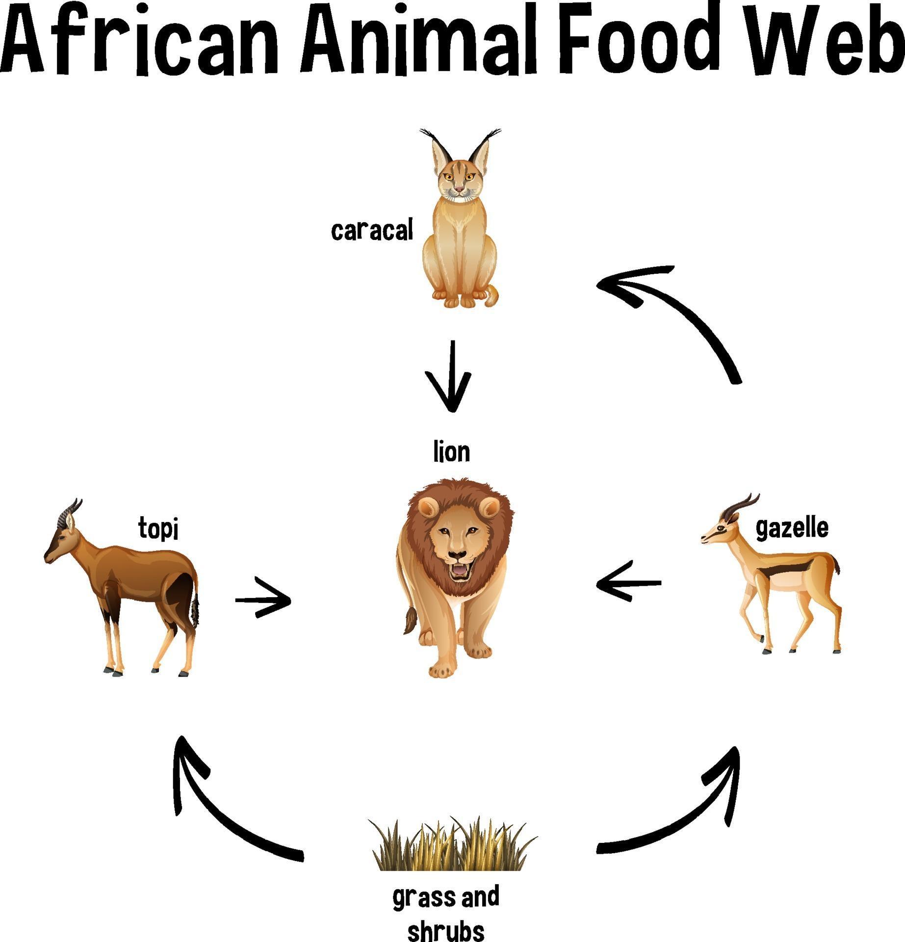African Animal Food Web for education 2284534 Vector Art at Vecteezy