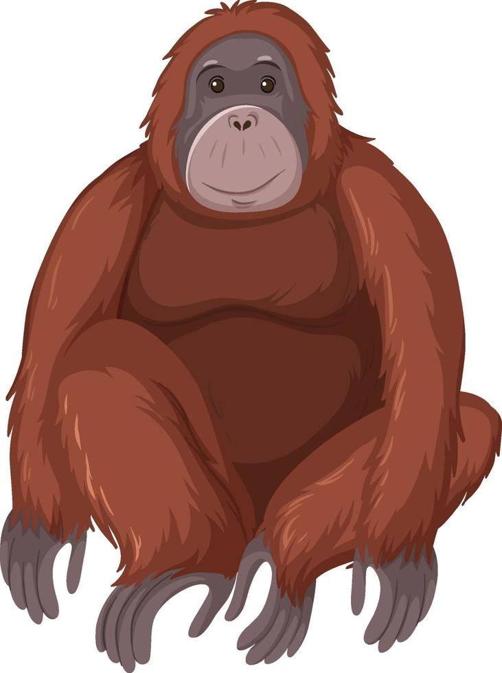 Animal salvaje orangután sobre fondo blanco. vector