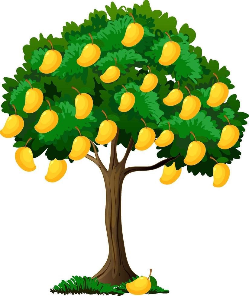 Yellow mango tree isolated on white background vector