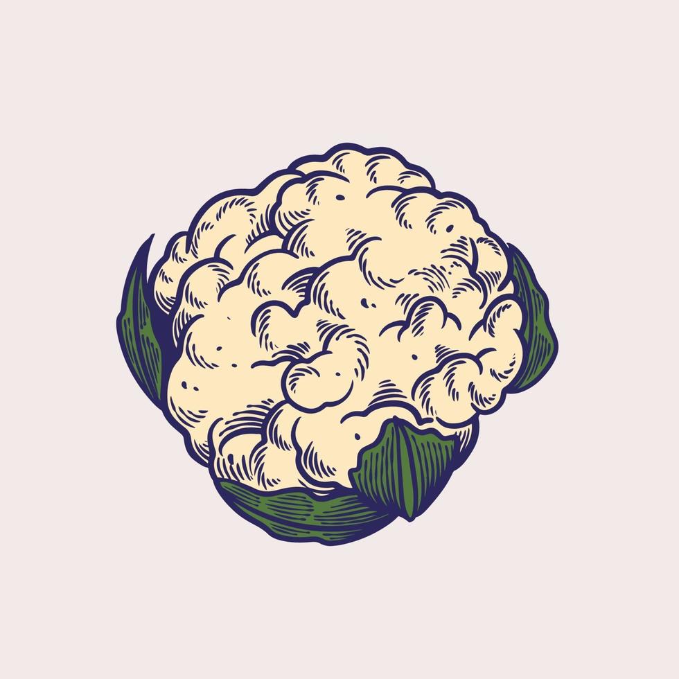 boceto de ilustraciones vectoriales dibujadas a mano de coliflor. verduras orgánicas para comida vegetariana, vegana o vegetariana. agricultura y huerta, tema de vitamina y nutrición. Objetos de estilo grabado vegetal. vector