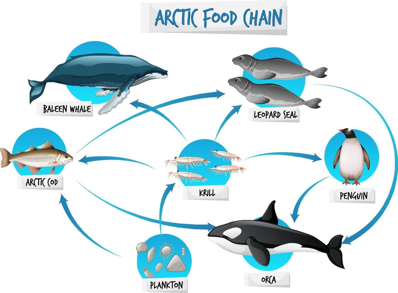 concepto de diagrama de la cadena alimentaria ártica vector