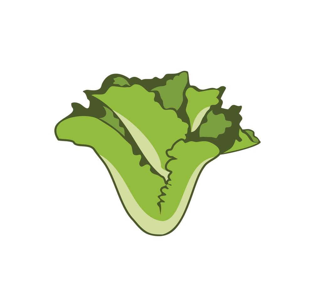 Lettuce salad design illustration 2285549 Vector Art at Vecteezy