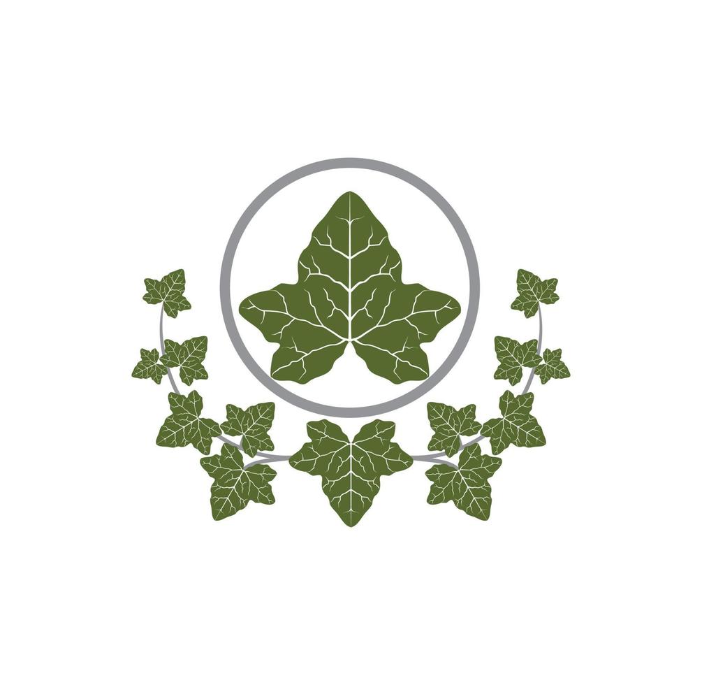 Ivy leaf design illustration vector