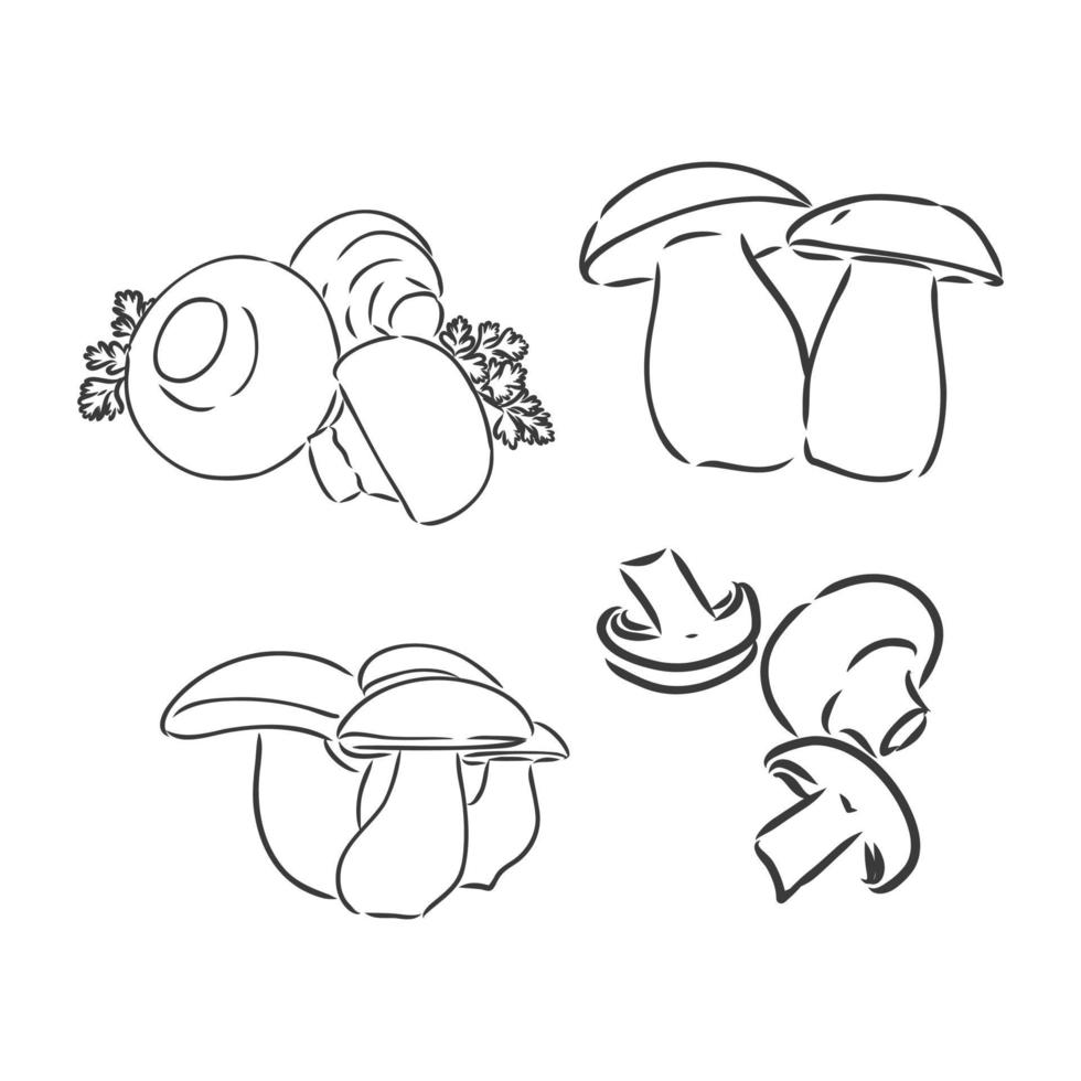 Mushrooms Champignon set vector