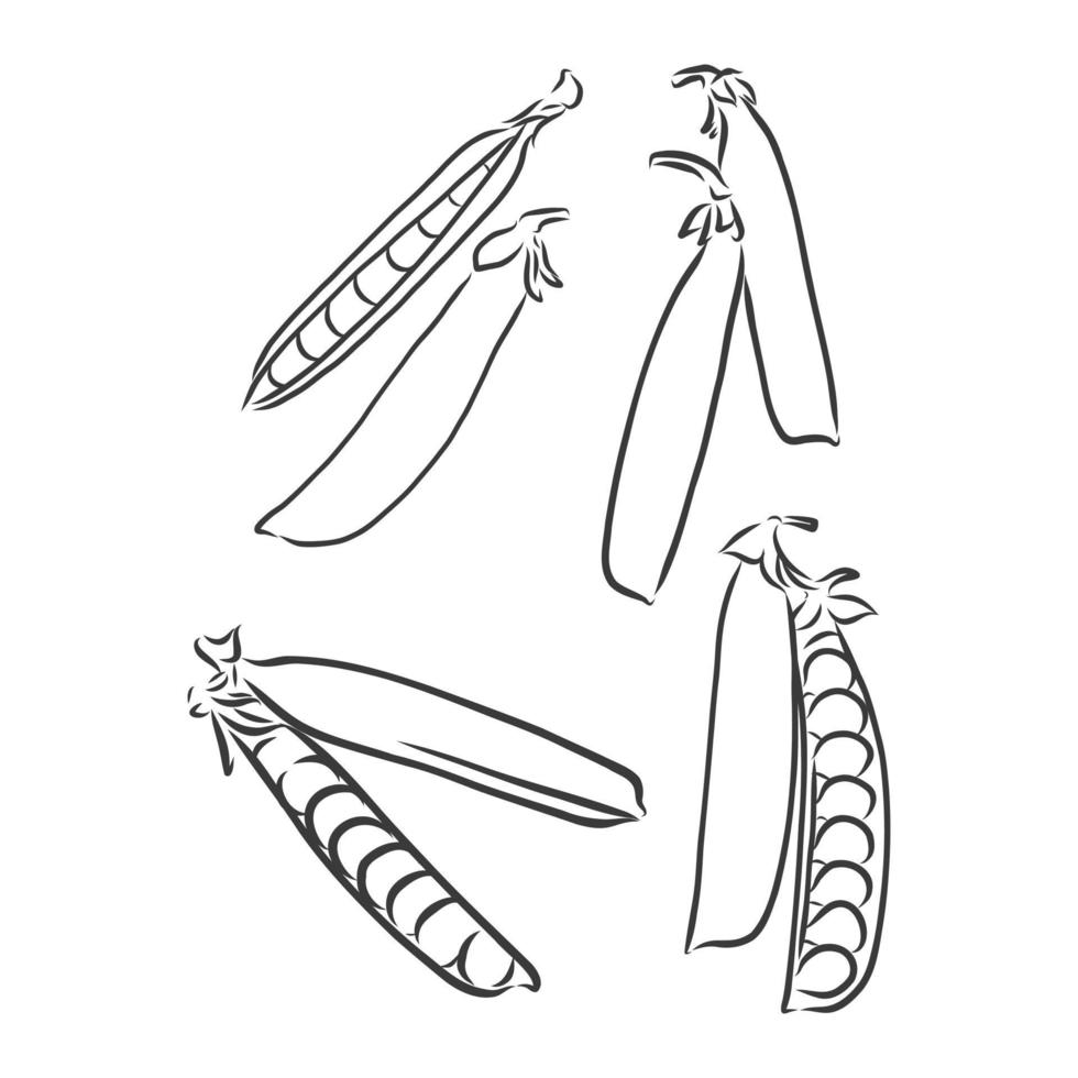 beans and peas set vector