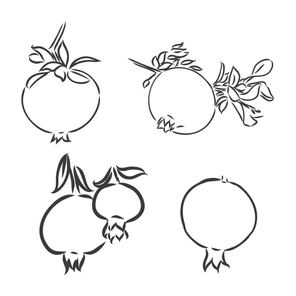 Vector illustration set of pomegranades