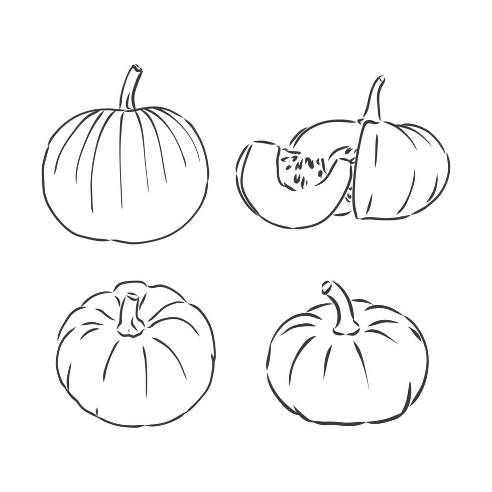 conjunto de dibujo vectorial de calabaza. contorno aislado vegetales, plantas, hojas, flores y semillas. Ilustración de cosecha dibujada a mano. dibujo vectorial de calabaza sobre un fondo blanco vector