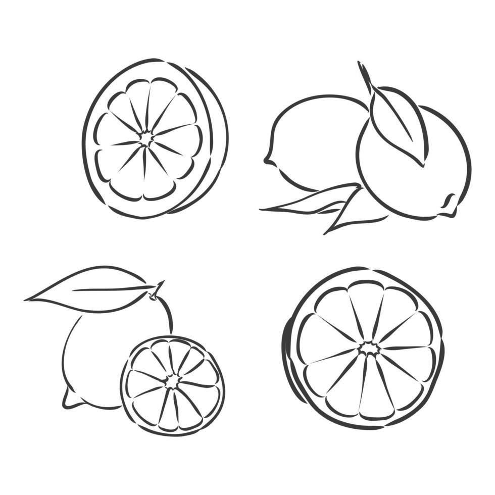 tinta de limón dibujado a mano aislado sobre fondo blanco. ilustración vectorial de frutas cítricas muy detalladas. dibujo vectorial de limón sobre un fondo blanco vector