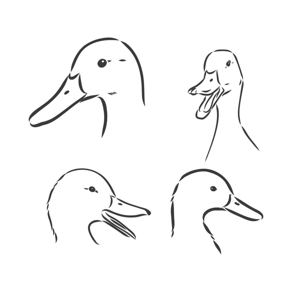 Ilustración de vector de dibujo de pato, aislado sobre fondo blanco, vista superior de animales. Ilustración de dibujo de vector de pato sobre fondo blanco