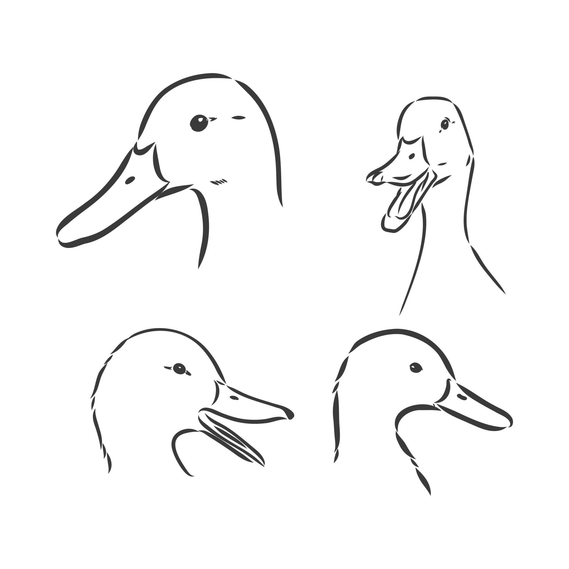 duck sketch vector illustration,isolated on white background,animals