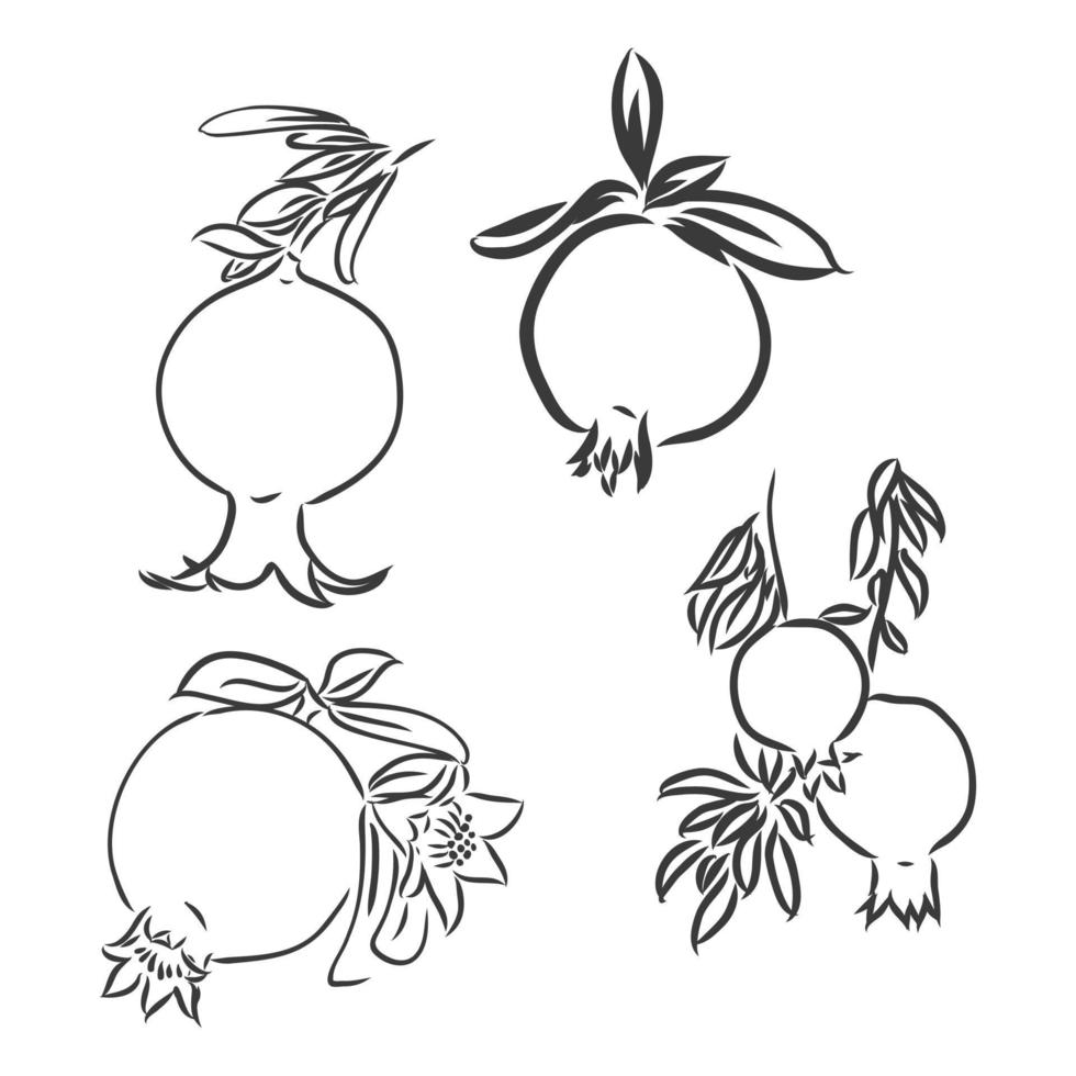 Pomegranate black and white vector sketch