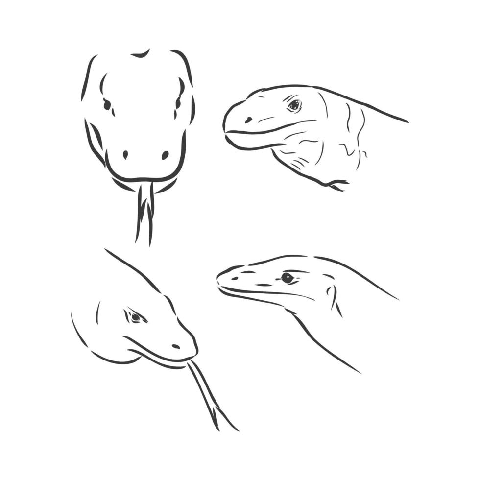 Running black line varan, dragon Komodo, on white background. Sketch style. Vector graphic icon animal. varan vector sketch on a white background