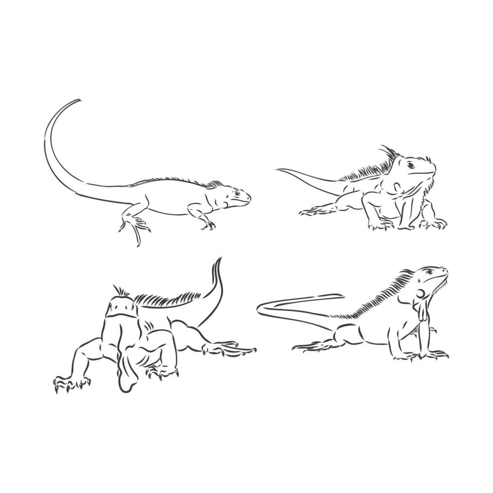 Black and white Mexican Iguana with patterns on a white background. iguana vector sketch on a white background