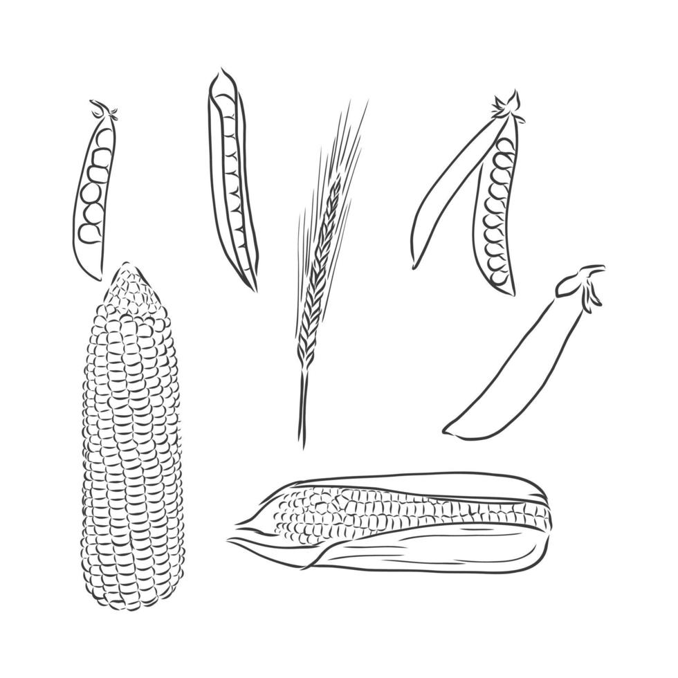 Sweet corn. Vector hand drawn vegetables isolated on white background. corn vector sketch on a white background
