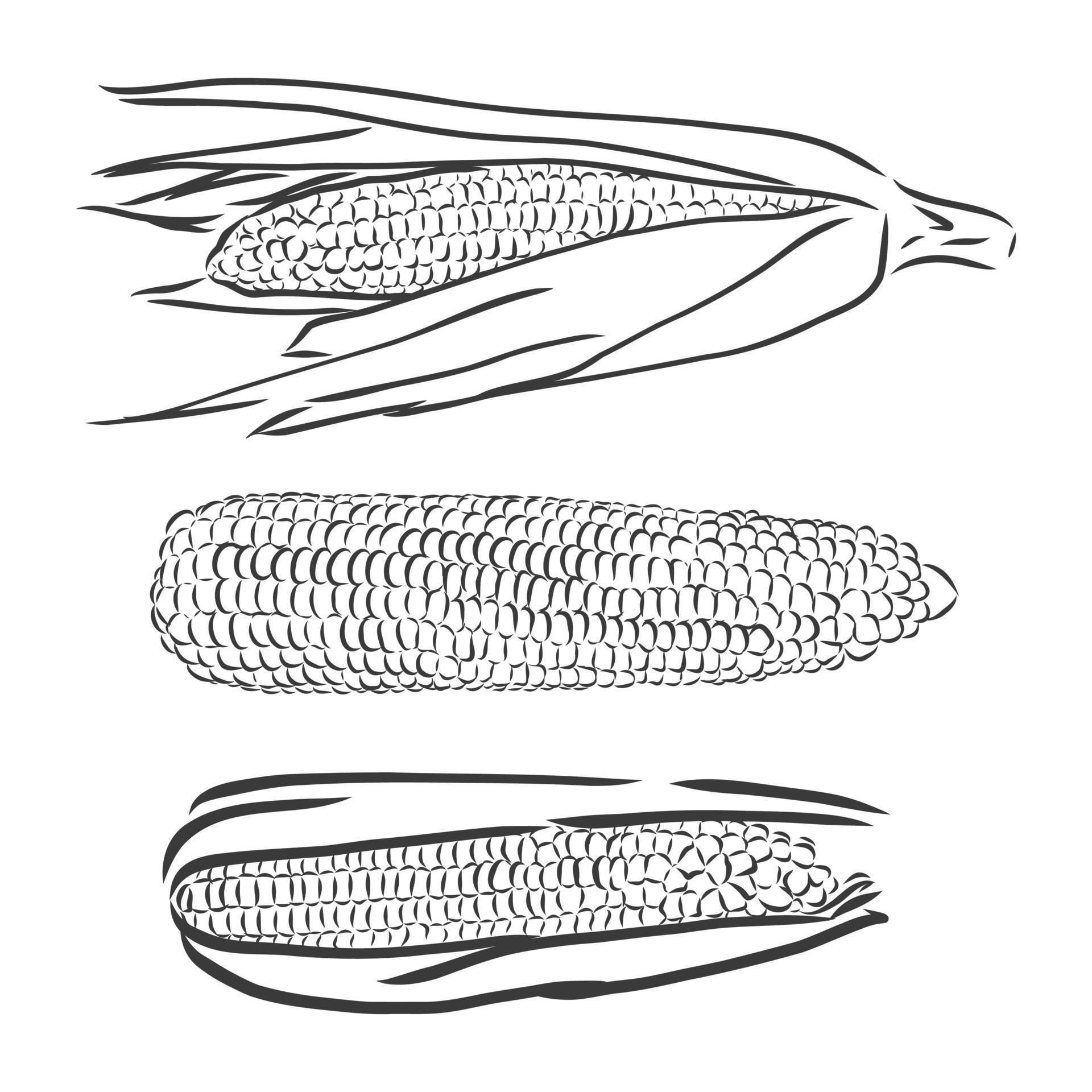 Free Free 345 Sweet Corn Svg SVG PNG EPS DXF File